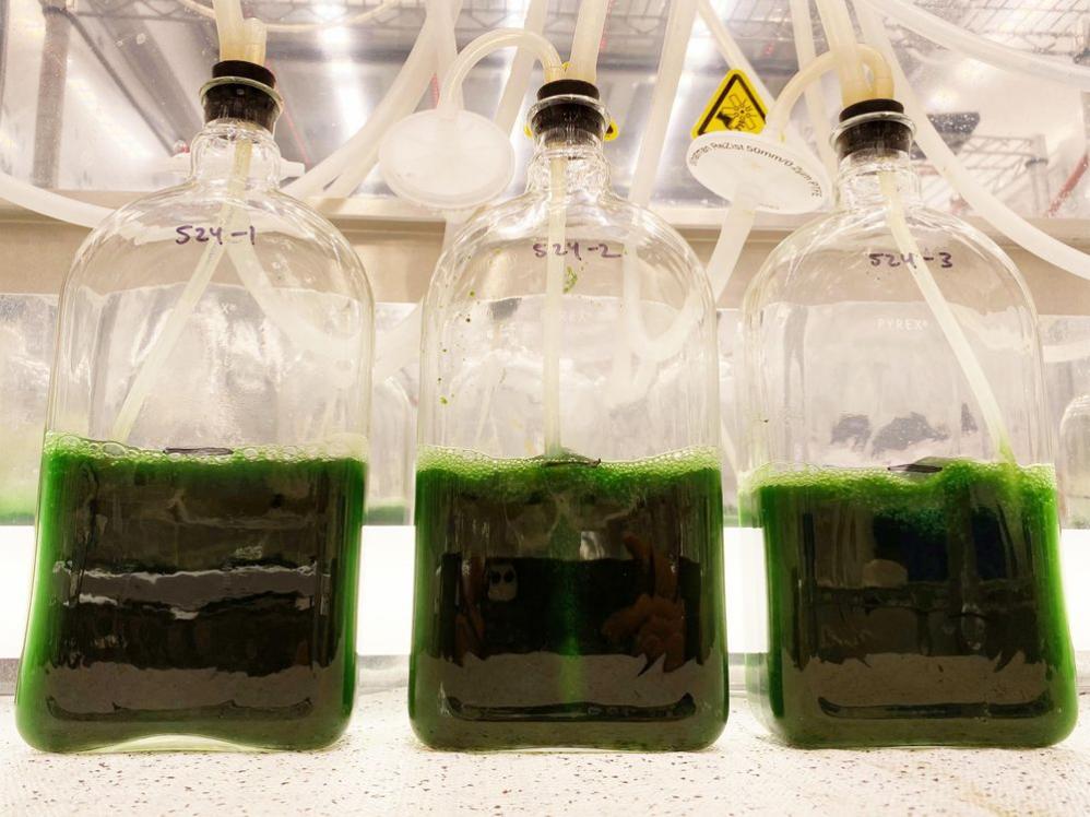 AI+藻类繁殖推动生物燃料发展，释放碳捕捉巨大潜力